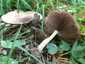 Korai porhanyósgomba (Psathyrella spadiceogrisea), Budai-hegység